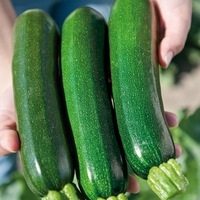 Graines potagères COURGETTE verte cylindrique ZODIAC F1 (Cucurbita pepo) - Graineterie A. DUCRETTET