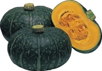 Graines potagères COURGE POTIMARRON DELICA F1 (Cucurbita Maxima) - Graineterie A. DUCRETTET