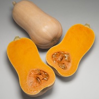  COURGE BUTTERNUT COURGE BUTTERNUT-VIVOR F1 (Cucurbita Moschata)-Graines biologiques certifiées - Graineterie A. DUCRETTET