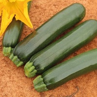 Graines potagères COURGETTE verte cylindrique ZELIA F1 (Cucurbita pepo) - Graineterie A. DUCRETTET