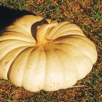  COURGE, POTIRON ET CITROUILLE COURGE, POTIRON ET CITROUILLE-WHITE FLAT BOER (Cucurbita Maxima)-Graines biologique certifiées - Graineterie A. DUCRETTET