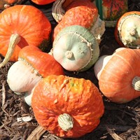 Graines de fleurs COLOQUINTES A PETITS FRUITS MINI RED TURBAN (Cucurbita pepo) - Graineterie A. DUCRETTET