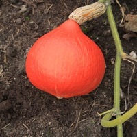 Graines potagères COURGE POTIMARRON SOLOR (Cucurbita Maxima) - Graineterie A. DUCRETTET