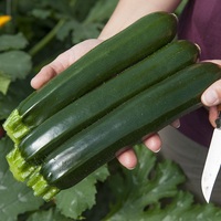  COURGETTE verte cylindrique COURGETTE verte cylindrique-TWITTER (Cucurbita pepo)-Graines biologiques certifiées - Graineterie A. DUCRETTET