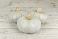 Graines potagères COURGE POTIMARRON BLEU LECKOR F1 (Cucurbita Maxima) - Graineterie A. DUCRETTET