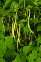  HARICOT NAIN MANGETOUT HARICOT NAIN MANGETOUT-STENTOR (Phaseolus vulgaris)-Graines biologiques certifiées - Graineterie A. DUCRETTET