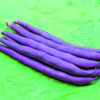 Graines potagères HARICOT NAIN MANGETOUT PURPLE QUEEN (Phaseolus vulgaris) - Graineterie A. DUCRETTET