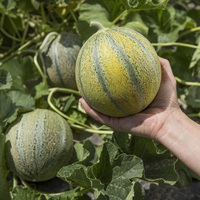  MELON MELON-GRISELET F1 (Cucumis melo)-Graines biologiques certifiées - Graineterie A. DUCRETTET