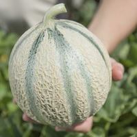  MELON MELON-TONGA F1 (Cucumis melo)-Graines biologiques certifiées - Graineterie A. DUCRETTET