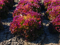 Production maraichère - LAITUE LOLLO - plein champ - Graineterie A. DUCRETTET