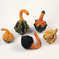  COLOQUINTES A PETITS FRUITS COLOQUINTES A PETITS FRUITS-FANCY WARTED (Cucurbita pepo)-Graines traitées - Graineterie A. DUCRETTET