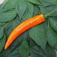  POIVRON LONG (Corne) POIVRON LONG (Corne)-KYRA F1 (Capsicum annuum)-Graines biologiques certifiées - Graineterie A. DUCRETTET