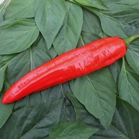  POIVRON LONG (Corne) POIVRON LONG (Corne)-XARO F1 (Capsicum annuum)-Graines biologiques certifiées - Graineterie A. DUCRETTET