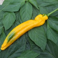  POIVRON LONG (Corne) POIVRON LONG (Corne)-ZAZU F1 (Capsicum annuum)-Graines biologiques certifiées - Graineterie A. DUCRETTET