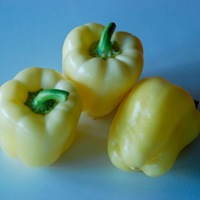  POIVRON ou PIMENT DOUX classique POIVRON ou PIMENT DOUX classique-WALDO (Capsicum annuum)-Graines biologiques certifiées - Graineterie A. DUCRETTET