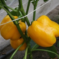  POIVRON ou PIMENT DOUX classique POIVRON ou PIMENT DOUX classique-ELSA F1 (Capsicum annuum)-Graines biologiques certifiées - Graineterie A. DUCRETTET