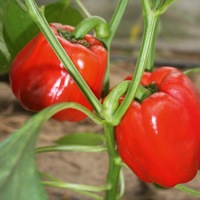  POIVRON ou PIMENT DOUX classique POIVRON ou PIMENT DOUX classique-OLLY F1 (Capsicum annuum)-Graines biologiques certifiées - Graineterie A. DUCRETTET