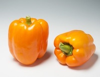  POIVRON ou PIMENT DOUX classique POIVRON ou PIMENT DOUX classique-ILYN F1 (Capsicum annuum)-Graines biologiques certifiées - Graineterie A. DUCRETTET