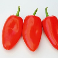  POIVRON SNACKING MINI POIVRON SNACKING MINI-ARWEN F1 (Capsicum annuum)-Graines biologiques certifiées - Graineterie A. DUCRETTET