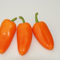  POIVRON SNACKING MINI POIVRON SNACKING MINI-FLYNN F1 (Capsicum annuum)-Graines biologiques certifiées - Graineterie A. DUCRETTET