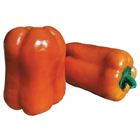  POIVRON ou PIMENT DOUX classique POIVRON ou PIMENT DOUX classique-GOURMET (orange) (Capsicum annuum)-Graines biologiques certifiées - Graineterie A. DUCRETTET