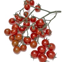 Graines potagères TOMATE CERISE PEPE F1 (Solanum lycopersicum) - Graineterie A. DUCRETTET