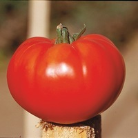  TOMATE CÔTELEE TOMATE CÔTELEE-MARMANDE VR (Solanum lycopersicum)-Graines biologiques certifiées - Graineterie A. DUCRETTET