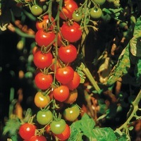 Graines potagères TOMATE CERISE GARDENER'S DELIGHT (Délice des jardiniers) (Solanum lycopersicum) - Graineterie A. DUCRETTET