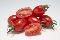  TOMATE CERISE TOMATE CERISE-DATTORED F1 (Solanum lycopersicum)-Graines biologiques certifiées - Graineterie A. DUCRETTET