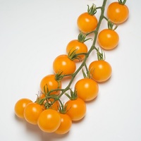 Graines potagères TOMATE COCKTAIL GOLDNET F1 (PS 17486) (Solanum lycopersicum) - Graineterie A. DUCRETTET