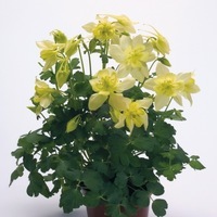  ANCOLIE ANCOLIE-SPRING MAGIC F1 (Aquilegia xhybrida)-jaune - Graineterie A. DUCRETTET