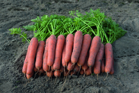 Graines potagères CAROTTE NARVIK F1 (Daucus carota) - Graineterie A. DUCRETTET