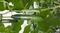  CONCOMBRE LONG HOLLANDAIS CONCOMBRE LONG HOLLANDAIS-DARWIN F1 (Cucumis sativus)-Graines biologiques certifiées - Graineterie A. DUCRETTET