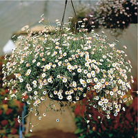 Graines de fleurs ERIGERON PROFUSION (Erigeron karvinskianus ou E. vittadinia) - Graineterie A. DUCRETTET