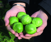 Graines potagères CHOU DE BRUXELLES FRANKLIN F1 (Brassica oleracea gemmifera) - Graineterie A. DUCRETTET