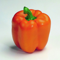  POIVRON ou PIMENT DOUX classique POIVRON ou PIMENT DOUX classique-California Wonder (Capsicum annuum)-Graines biologiques certifiées - Graineterie A. DUCRETTET