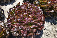  LAITUE F. DE CHENE - plein champ LAITUE F. DE CHENE - plein champ-RENARDE (Lactuca sativa)-Graines enrobées non traitées - Graineterie A. DUCRETTET