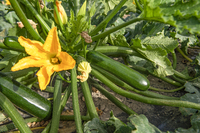  COURGETTE verte cylindrique COURGETTE verte cylindrique-LINIAC F1 (Cucurbita pepo)-Graines biologique certifiées - Graineterie A. DUCRETTET