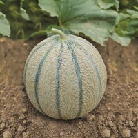 Graines potagères MELON EDGAR F1 (Cucumis melo) - Graineterie A. DUCRETTET