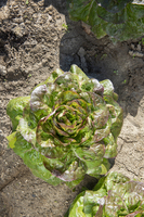 Graines potagères LAITUE GRASSE - plein champ KETALE (Lactuca sativa) - Graineterie A. DUCRETTET