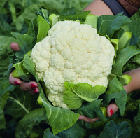 Graines potagères CHOU-FLEUR LIRIA F1 (Brassica oleracea var. botrytis) - Graineterie A. DUCRETTET