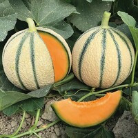 Graines potagères MELON MAKEBA F1 (Cucumis melo) - Graineterie A. DUCRETTET