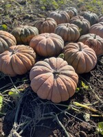 Graines potagères COURGE, POTIRON ET CITROUILLE ODETTE F1 (Cucurbita Moschata) - Graineterie A. DUCRETTET