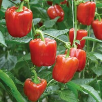 Graines potagères POIVRON ou PIMENT DOUX classique MAREVA F1 (Capsicum frutescens) - Graineterie A. DUCRETTET