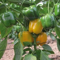 Graines potagères POIVRON ou PIMENT DOUX classique BROCANTO F1 (Capsicum annuum) - Graineterie A. DUCRETTET