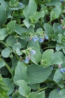 Production maraichère - MERTENSIA MARITIMA - Graineterie A. DUCRETTET