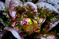 Graines potagères LAITUE ROMAINE - plein champ ROSAINE (Lactuca sativa) - Graineterie A. DUCRETTET