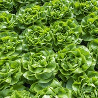 Graines potagères LAITUE ABRI TOUS TYPES BRETZEL (Lactuca sativa) - Graineterie A. DUCRETTET