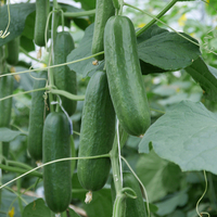 Graines potagères CONCOMBRE COURT et DIVERSIFICATION SILVIA (Cucumis sativus) - Graineterie A. DUCRETTET