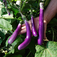 Graines potagères AUBERGINE PINK LADY (Solanum melongena) - Graineterie A. DUCRETTET